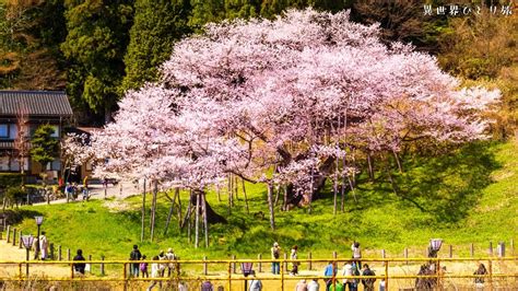 臥龍桜（がりゅうざくら）の桜まつり2024の開花状。